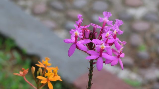 Balinese pink flowers