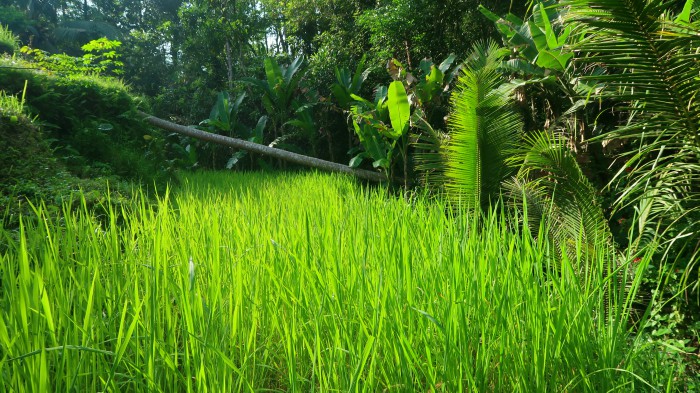 green rice terraces in ubud bali indonesia 