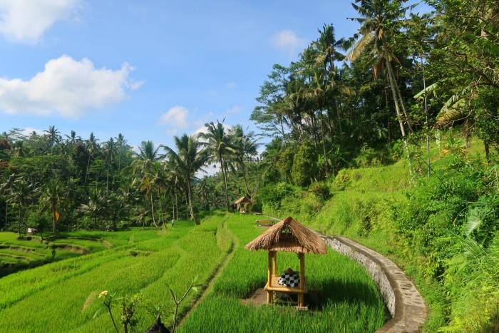 Tegalalang rice terraces Bali