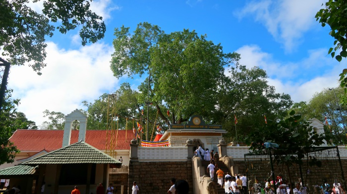 sacred bodhi tree temple in sri lanka 