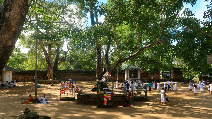 locals praying and meditating under the trees in the courtyard of bodhi tree temple in sri lanka 